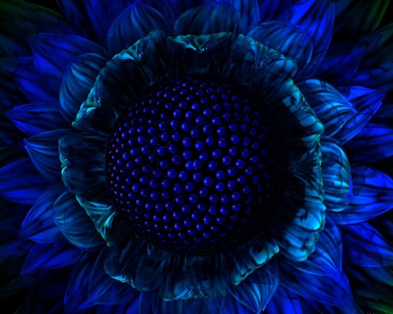 Blue Sunflower — Dramatic