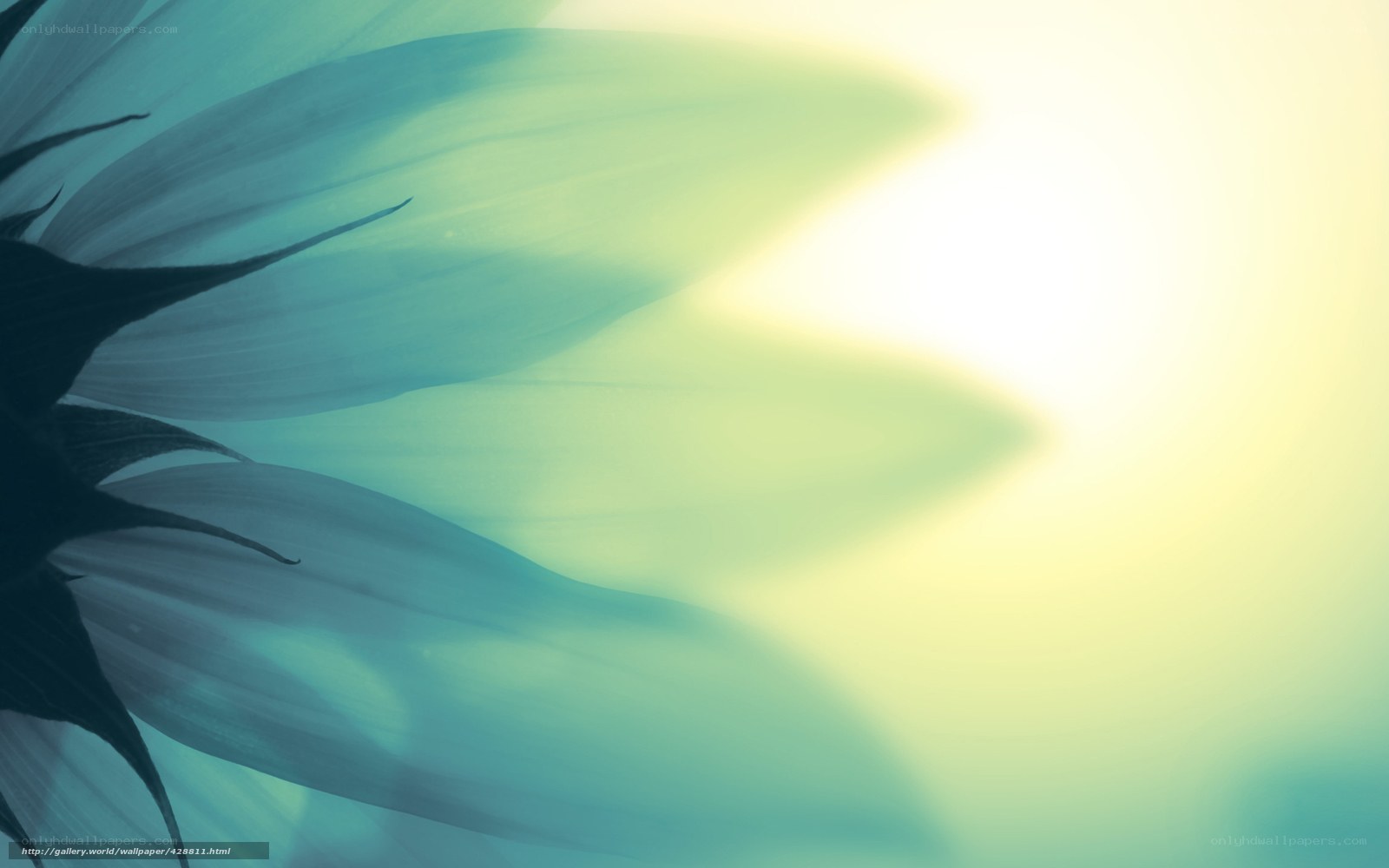 blue sunflower petals