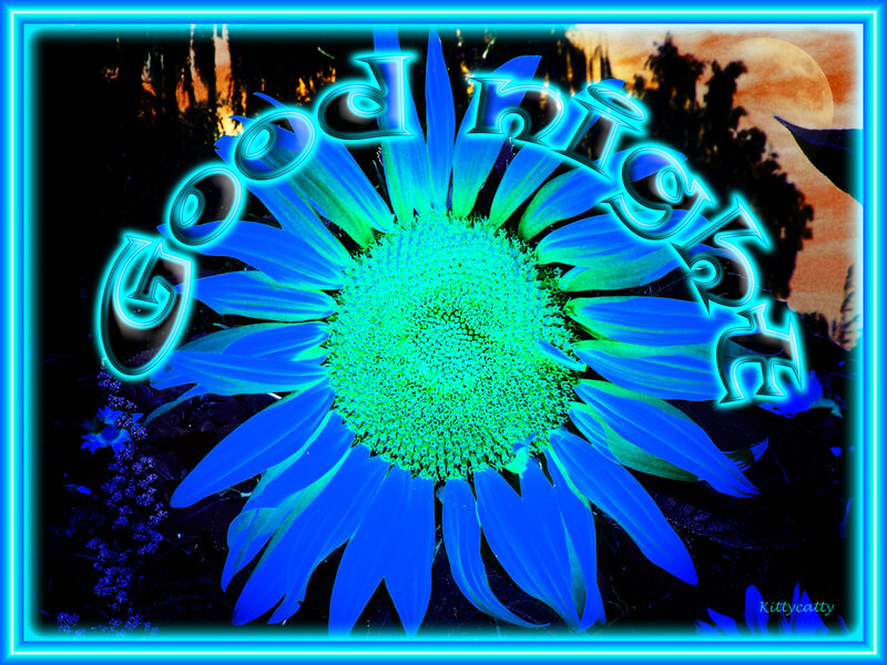 Blue Sunflower