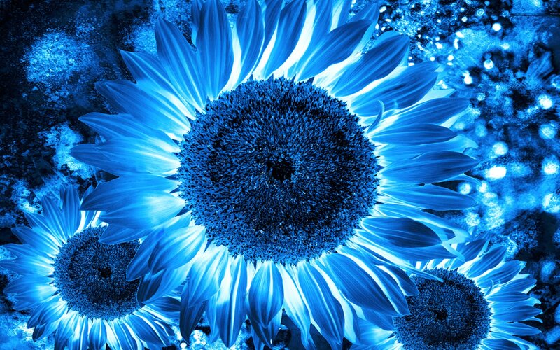 Blue Sunflowers — Dramatic