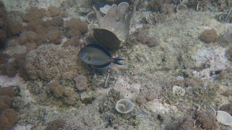 Blue Surgeonfish