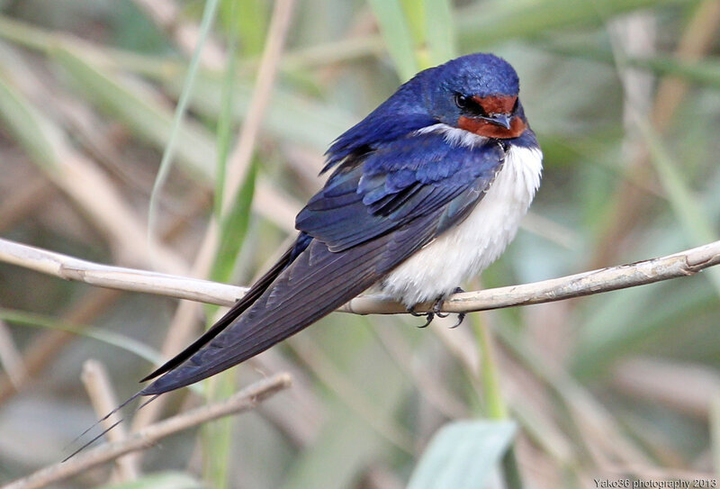 Blue Swallow Perched