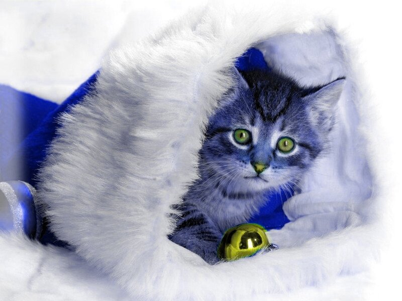 Blue Tabby Kitten