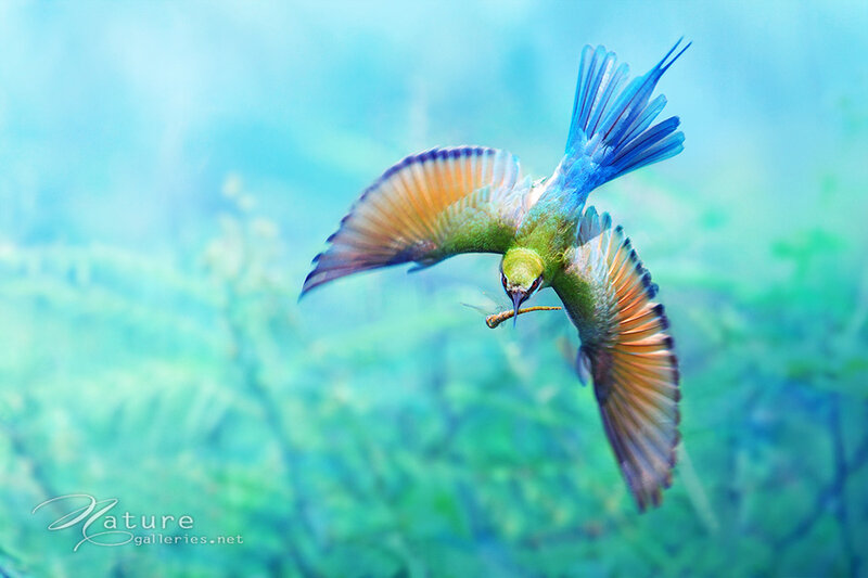 Blue-tailed Bee-eater