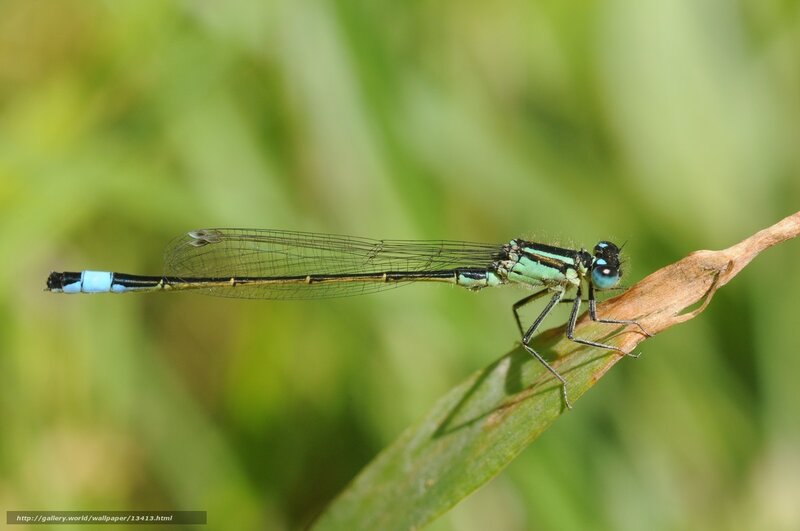 Blue-tailed damselfly on a leaf