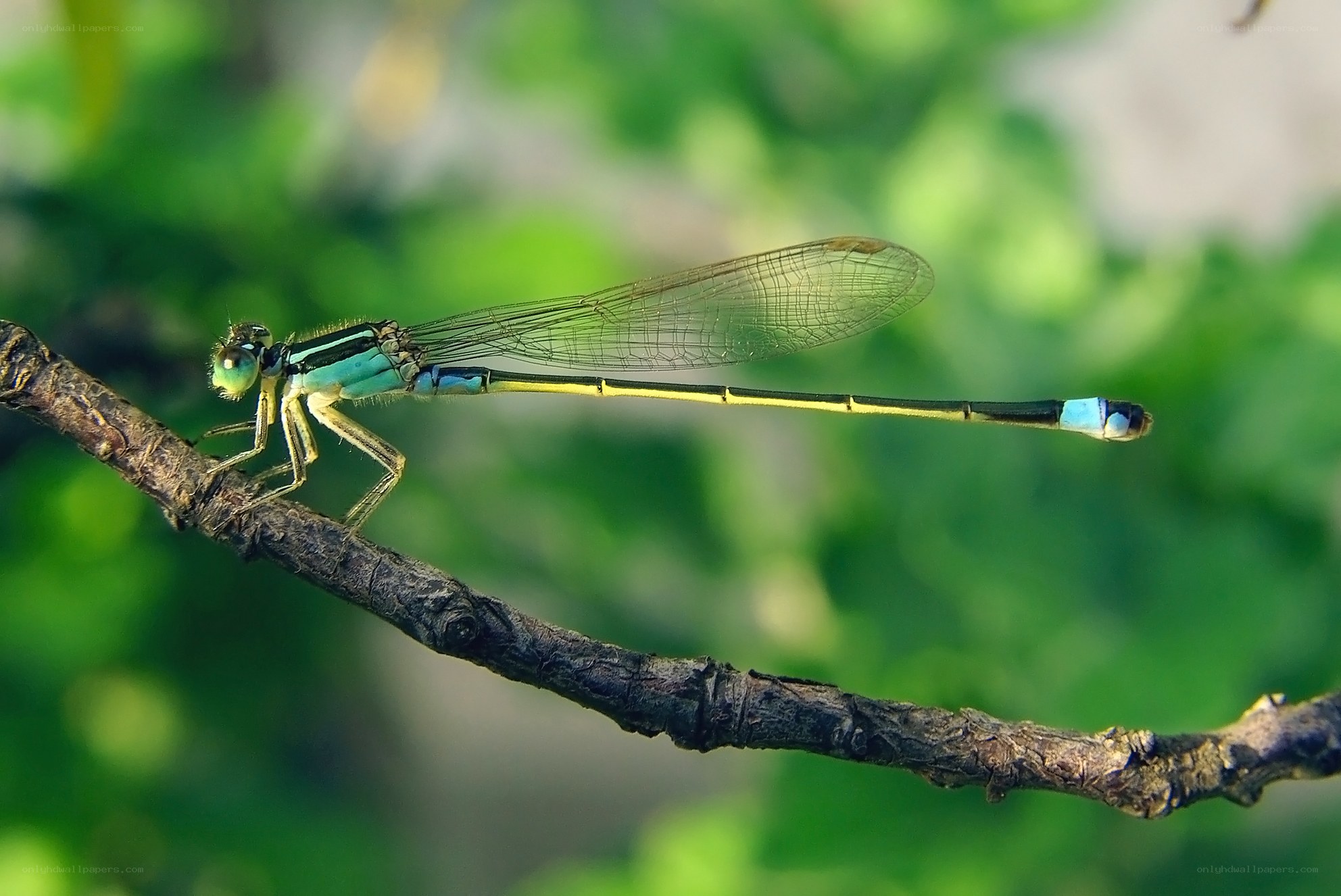 Blue-tailed damselfly on branch