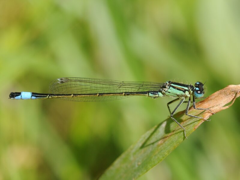 blue-tailed damselfly perched
