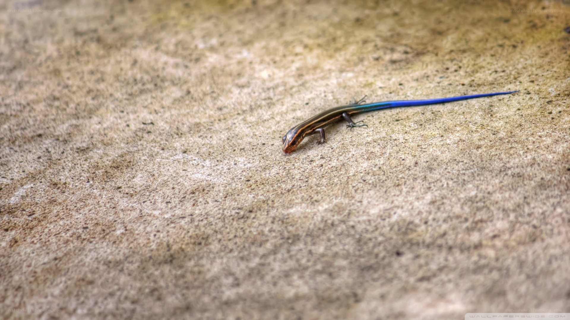 blue-tailed skink on concrete