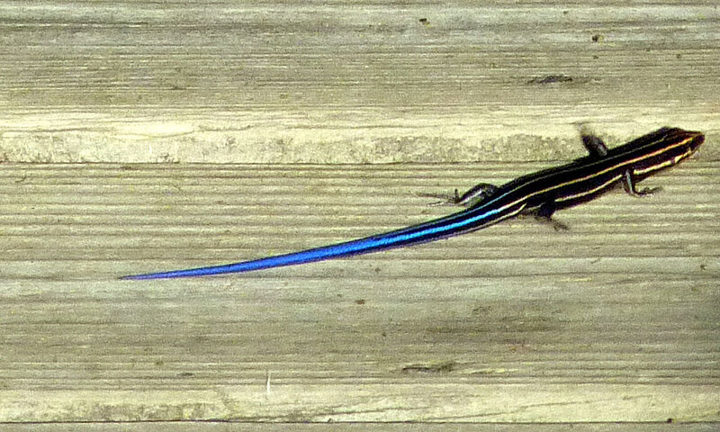 Blue-tailed skink on wood