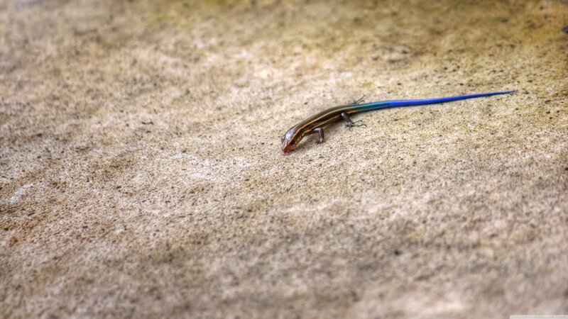 Blue-tailed Skink