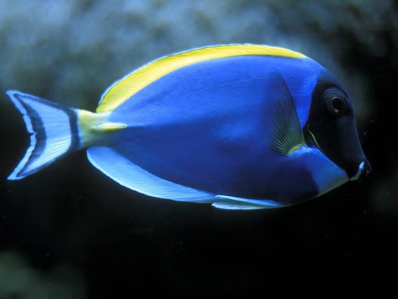 Blue Tang Fish — Calm, Photograph