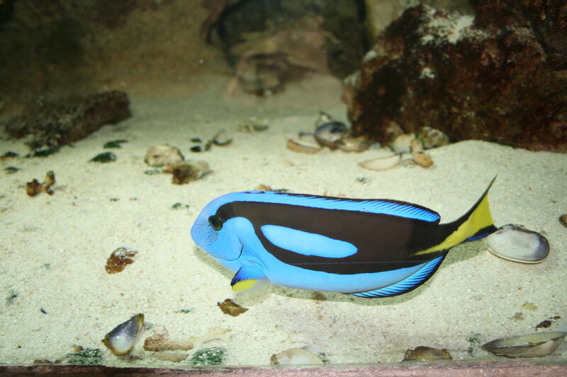 Blue Tang Fish — Calm