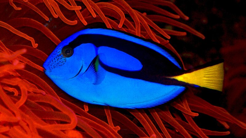 Blue Tang Fish — Dramatic, Photograph, Anemone