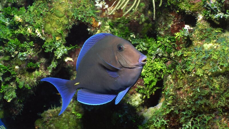 blue tang fish in coral reef