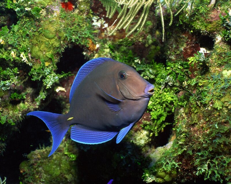 blue tang fish in coral reef