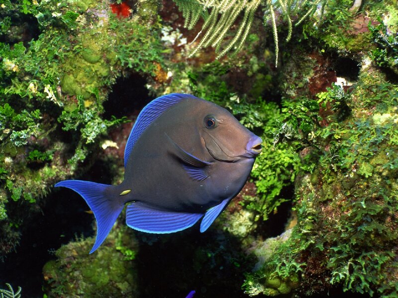 blue tang fish in coral reef