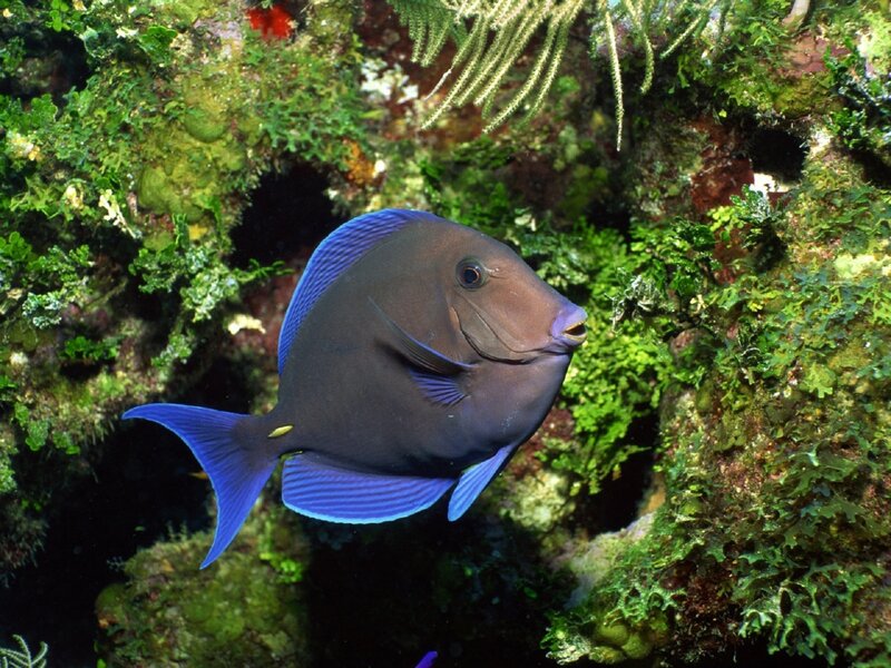 blue tang fish in coral reef