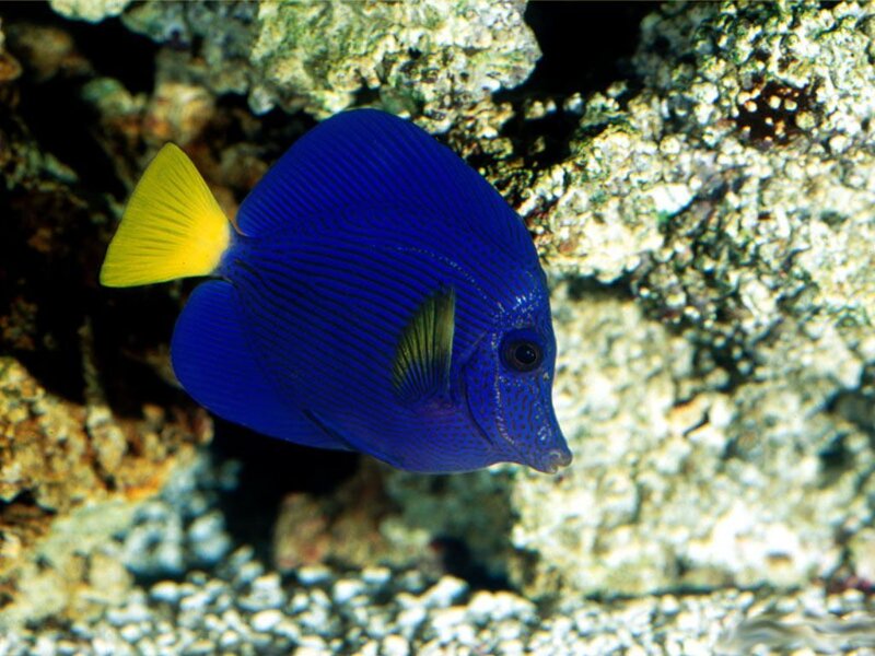blue tang fish in coral reef