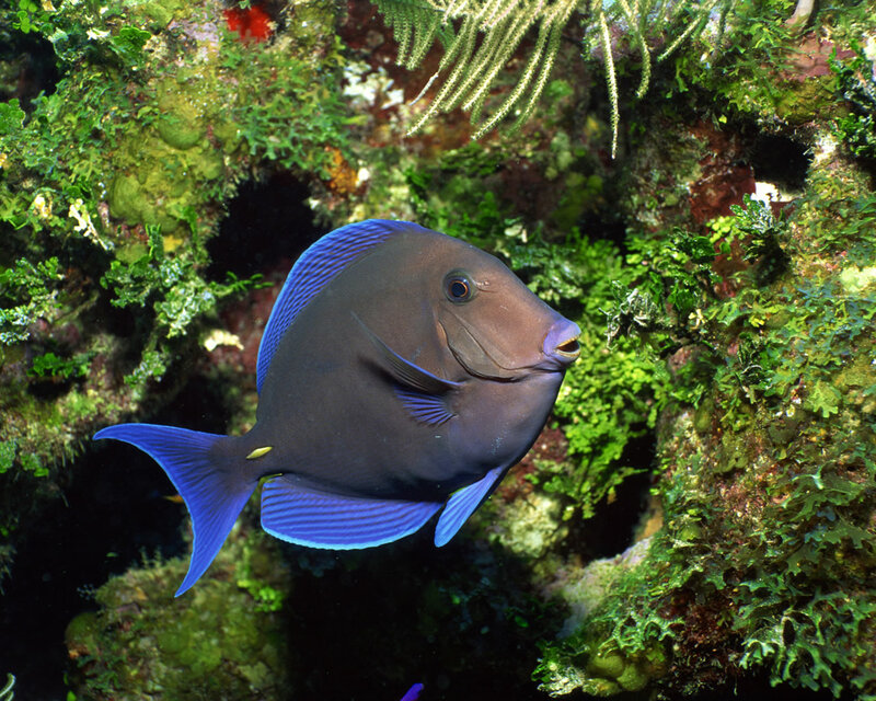 blue tang fish in coral reef