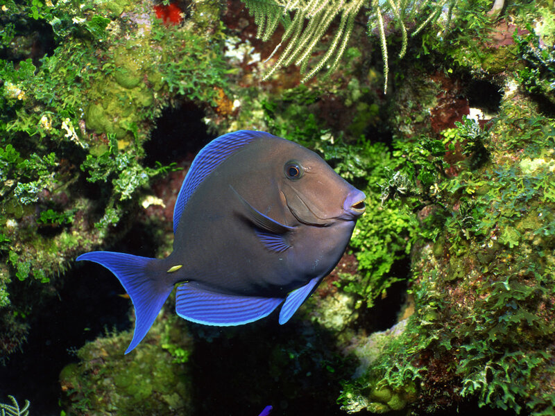blue tang fish in coral reef