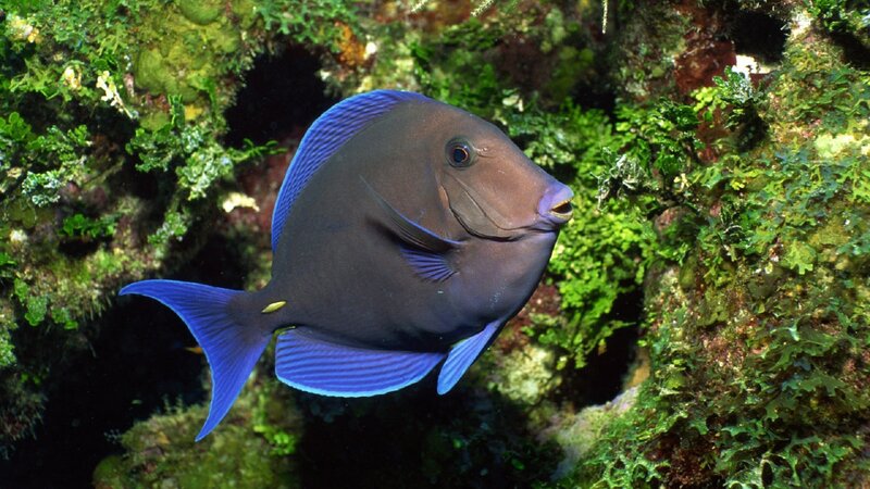 Blue Tang Fish — Natural