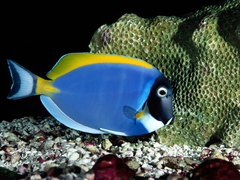 blue tang fish near coral