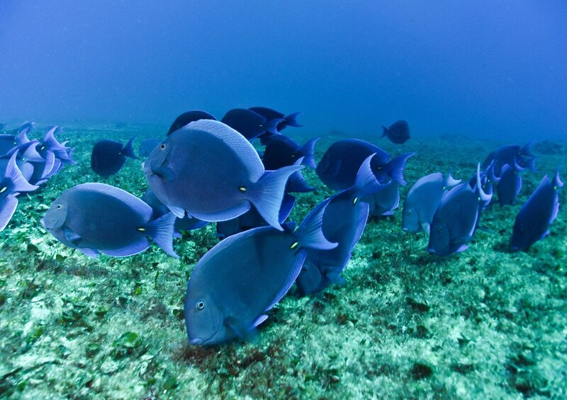 Blue Tang Fish School