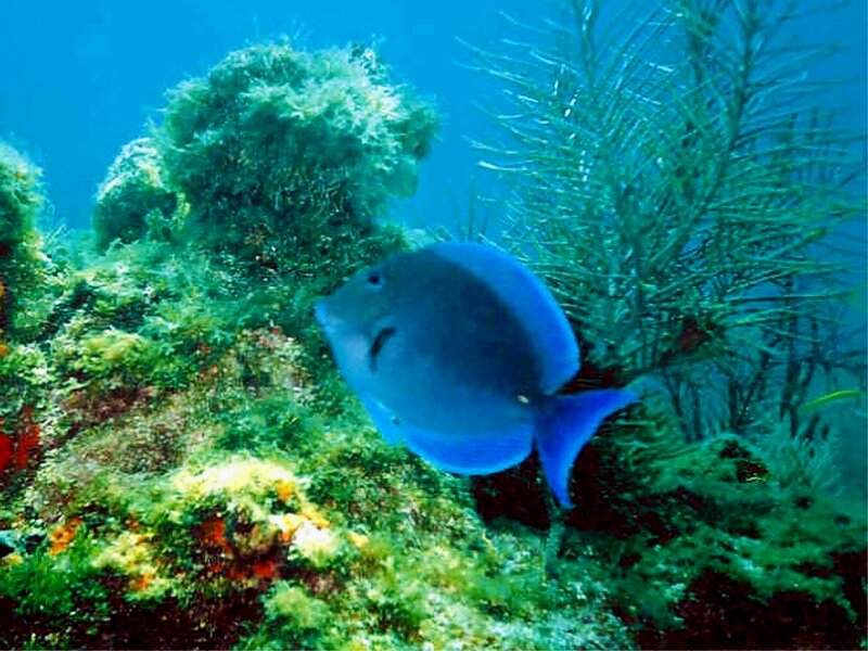 Blue Tang Fish — Serene, Photograph, Coral, Seaweed