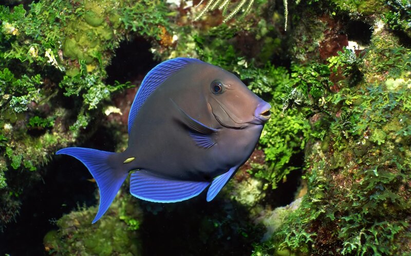 Blue Tang Fish — Serene, Photograph, Coral