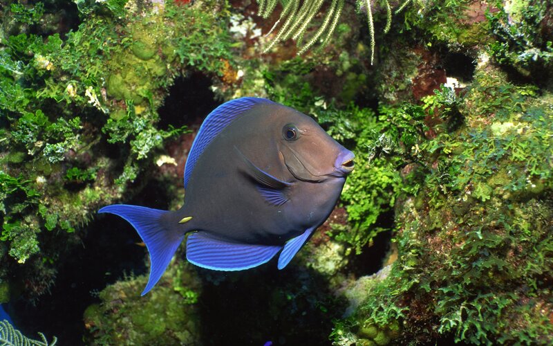 Blue Tang Fish — Serene, Photograph
