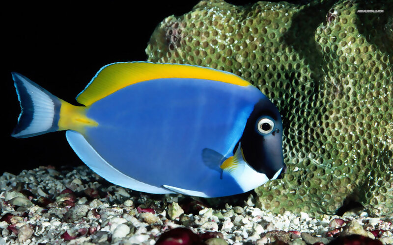 Blue Tang Fish — Serene