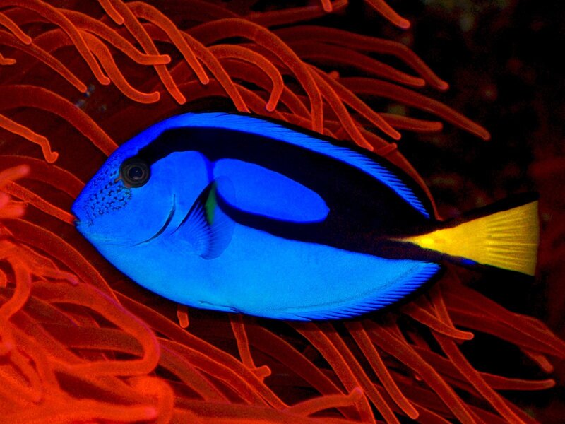 Blue Tang Fish — Vibrant