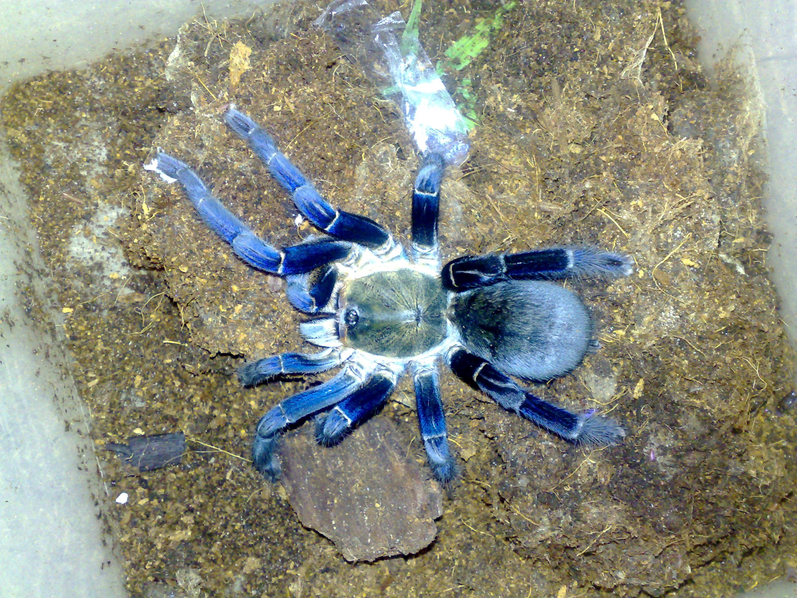 blue tarantula in enclosure