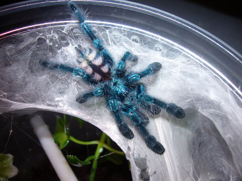 blue tarantula in enclosure