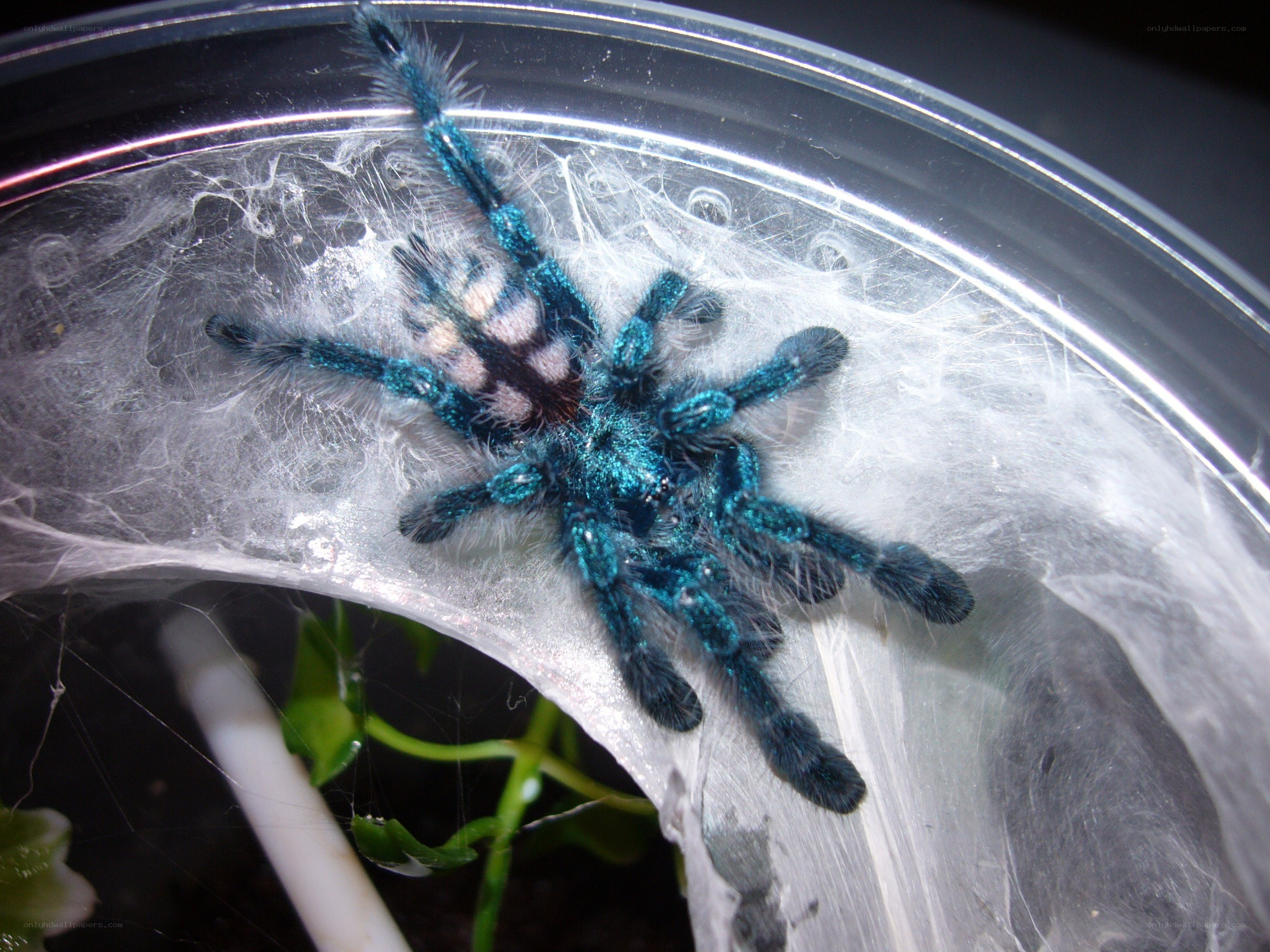 blue tarantula in enclosure