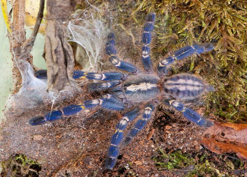 blue tarantula in natural habitat