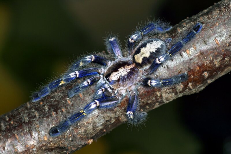 Blue tarantula on a branch