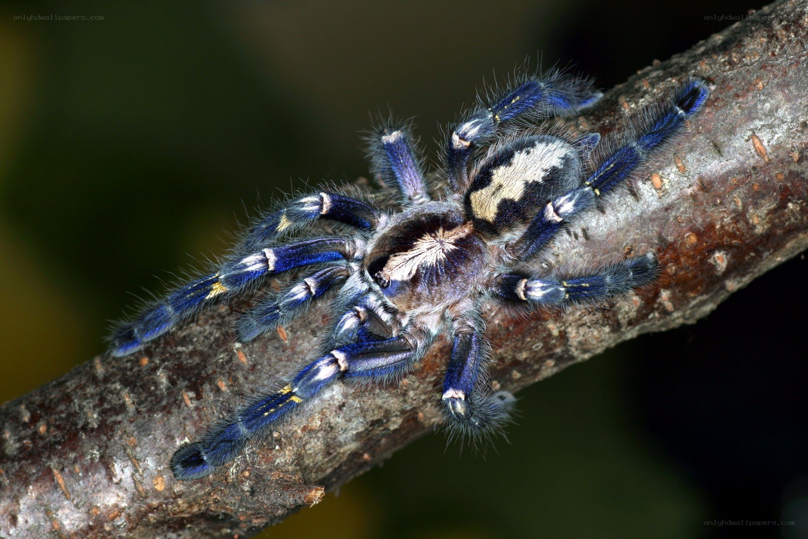 Blue tarantula on a branch