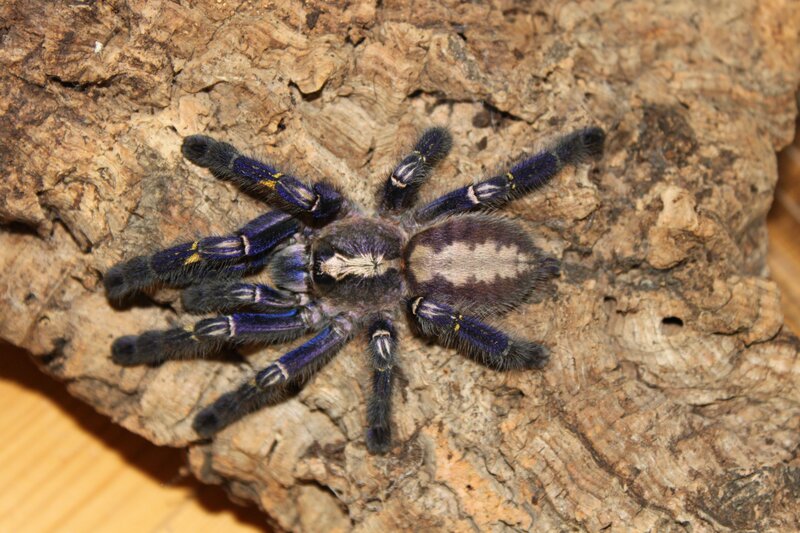 blue tarantula on bark