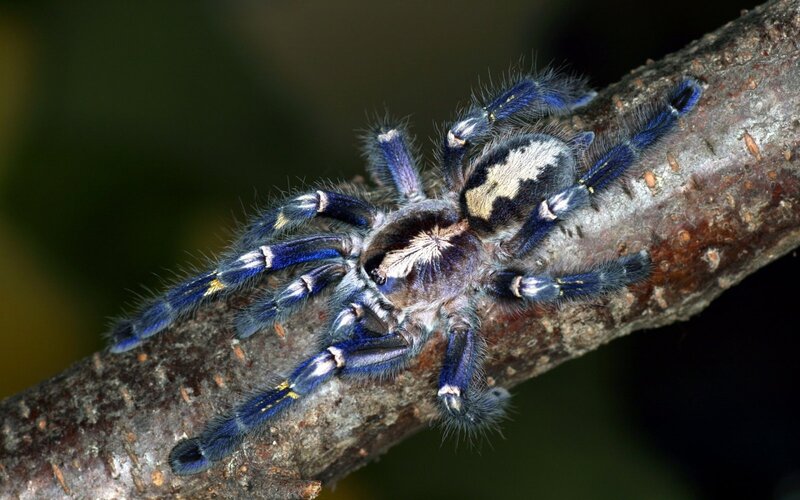 blue tarantula on branch