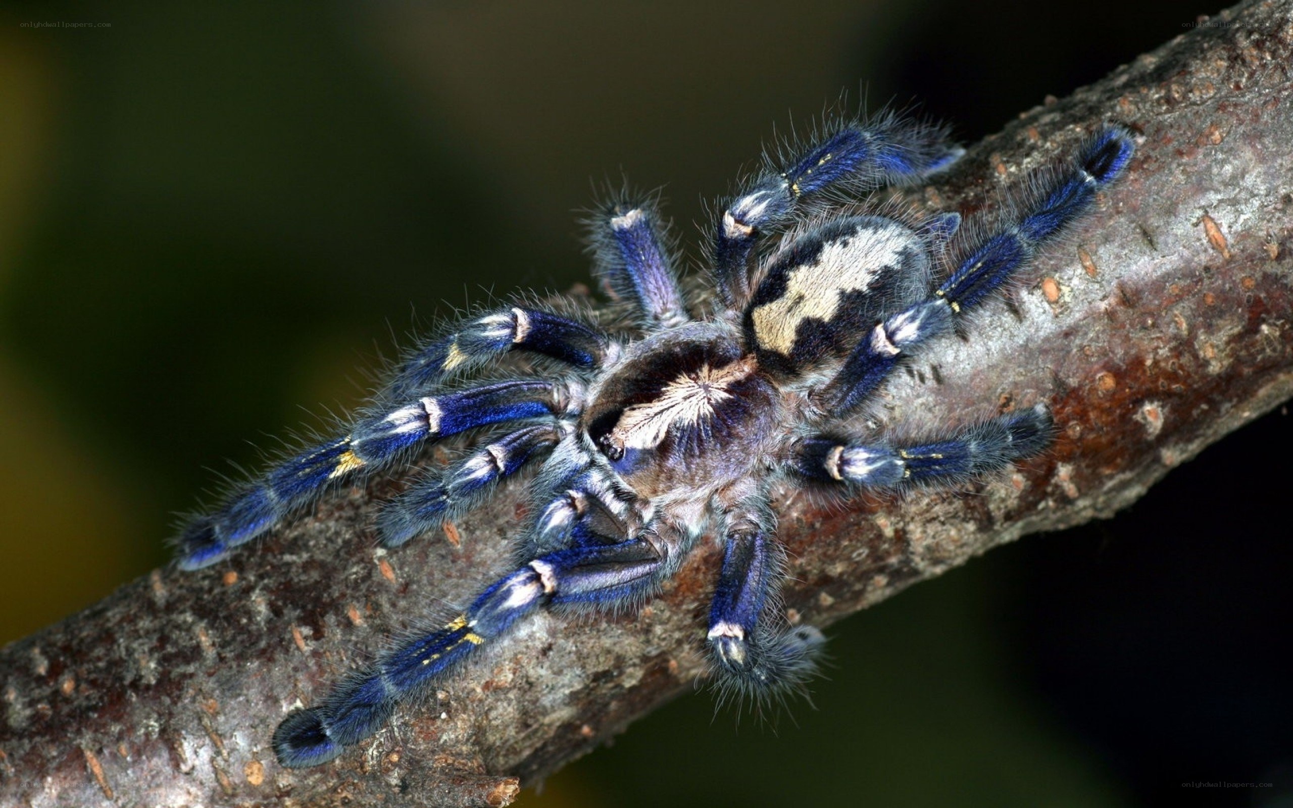 blue tarantula on branch