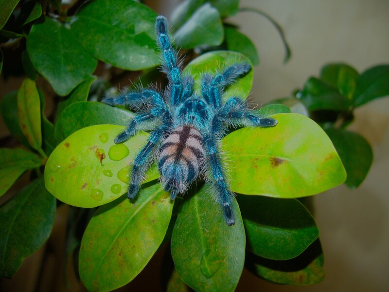 blue tarantula on green leaf