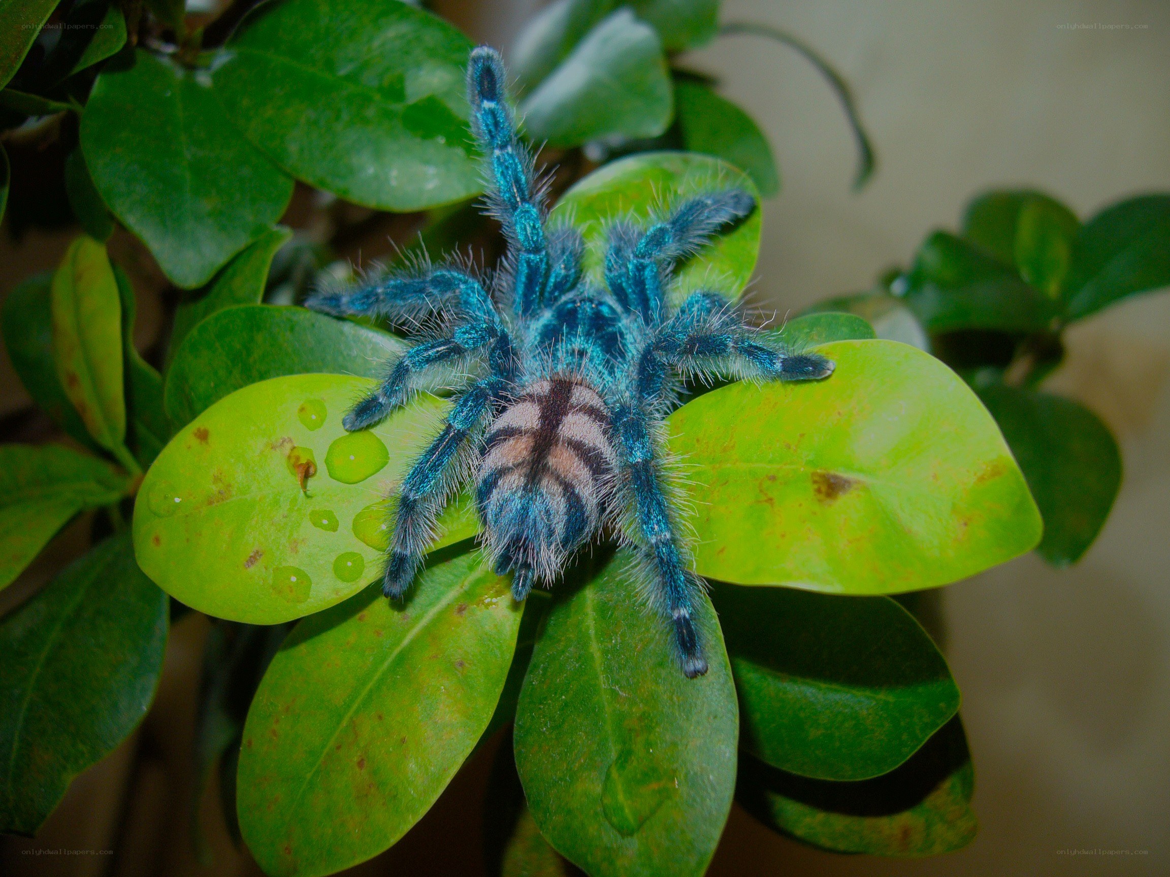 blue tarantula on green leaf