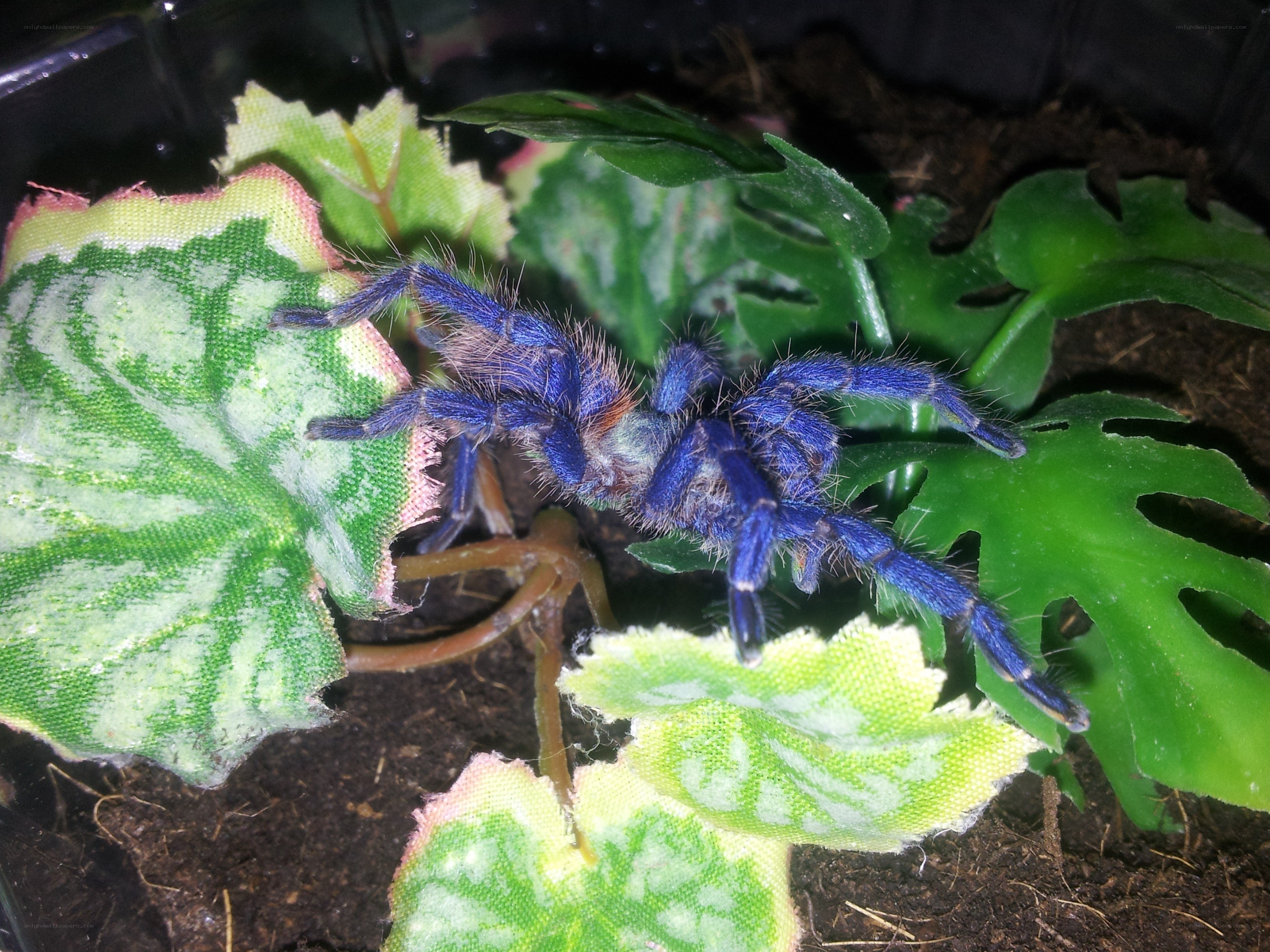 blue tarantula on leaves