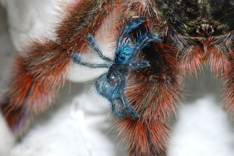Blue tarantula on red furry spider