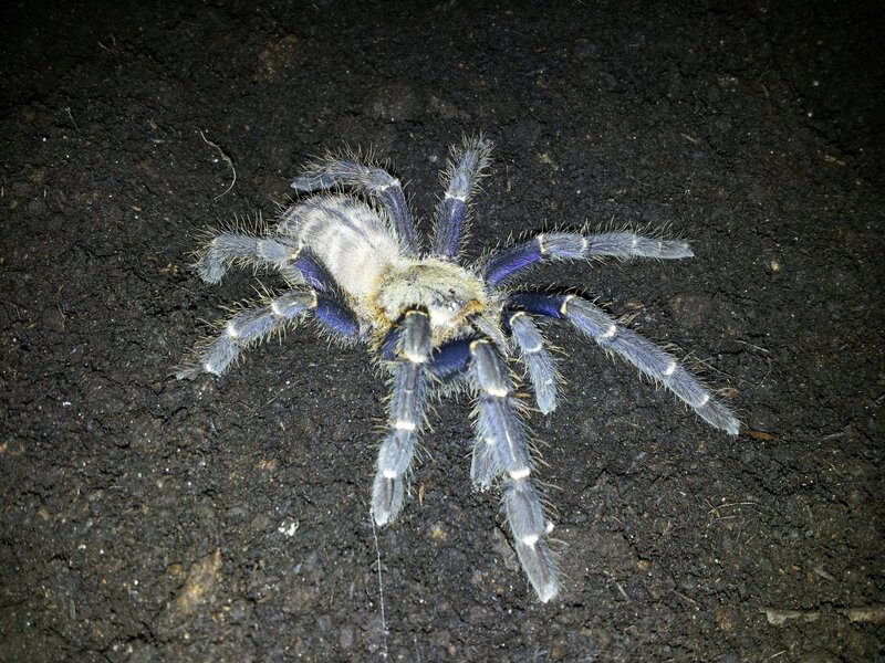 Blue Tarantula on Soil — Black