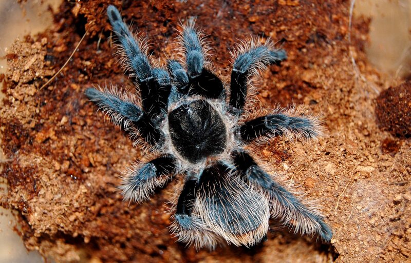 Blue Tarantula on Soil — Brown