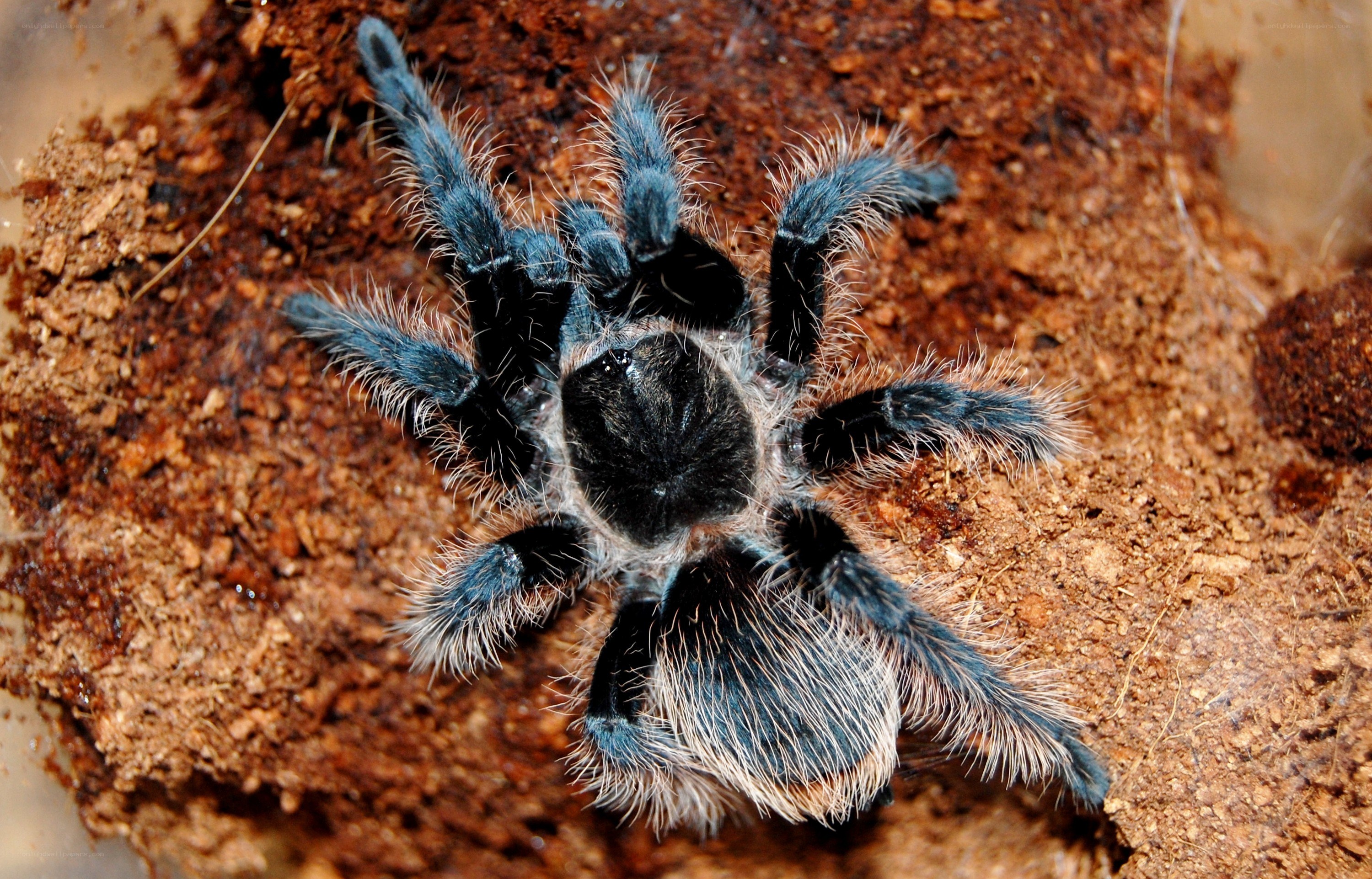 blue tarantula on soil
