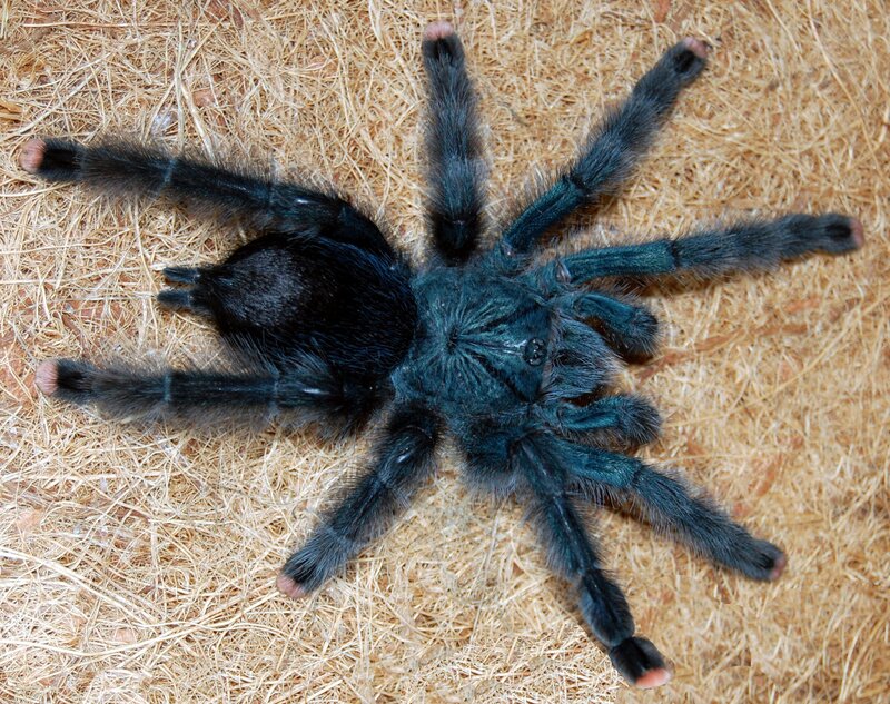 blue tarantula on substrate
