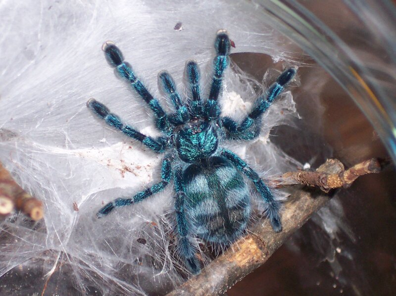 blue tarantula on web